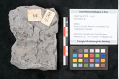 Foto (Objekt + Etikett) von Neuropteris sp.  (NHMW-GEO-2024-0188-10701)
